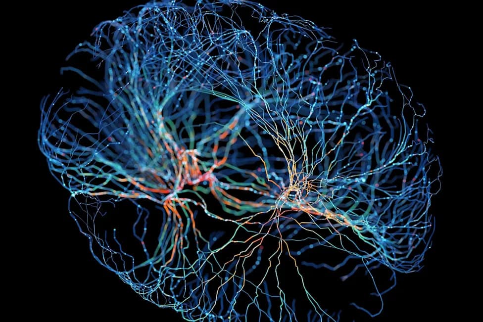 Memories Survive Synapse Loss: Hibernating Mice Keep Skills Because Key Synaptic Clusters Are Spared