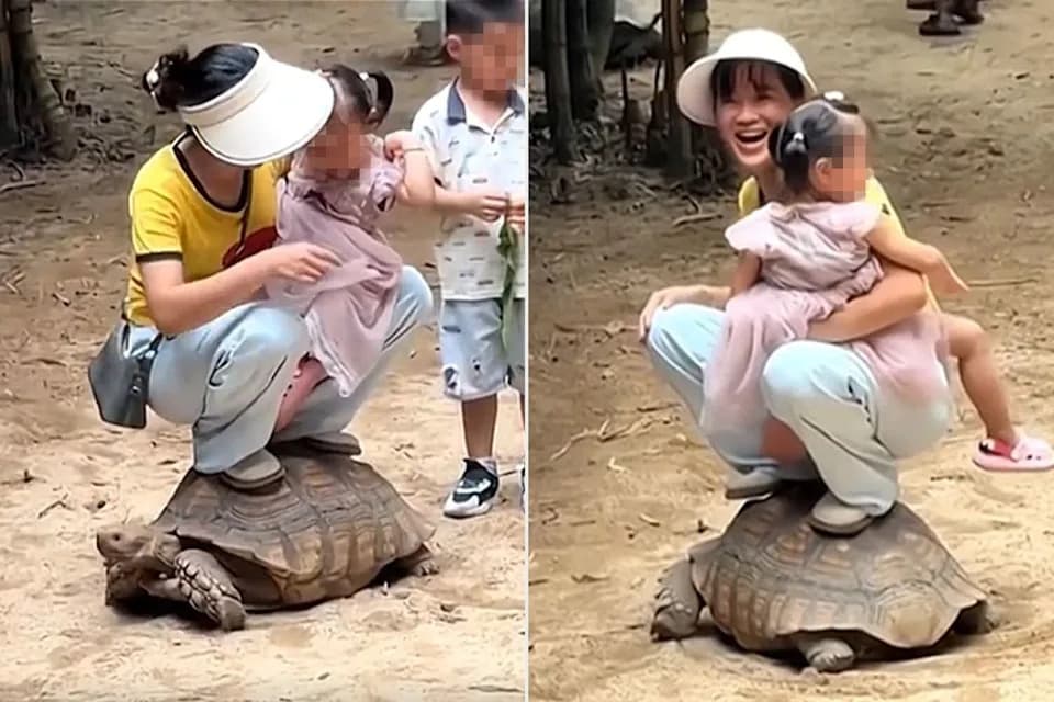 Viral Video Shows Visitors Squatting On Live Tortoise, Sparking Outrage and Park Policy Change