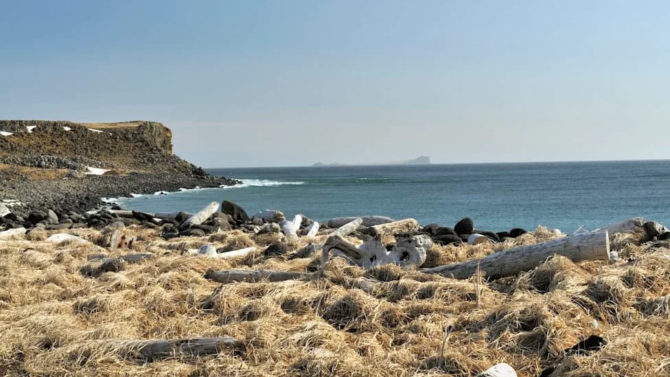 NOAA Allows Limited Use of Trained Rat-Detection Dogs on Pribilof Islands to Guard Fragile Wildlife