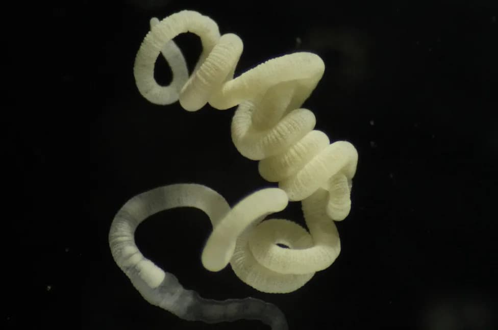 Mouthless Marine Worm and 66 Other Species Reveal Natural Pathways for Breaking Down Bioplastics