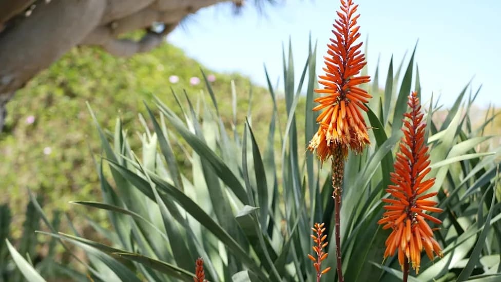 Agave Emerges As A Low‑Water Option For San Joaquin Valley Farms Facing Groundwater Cuts