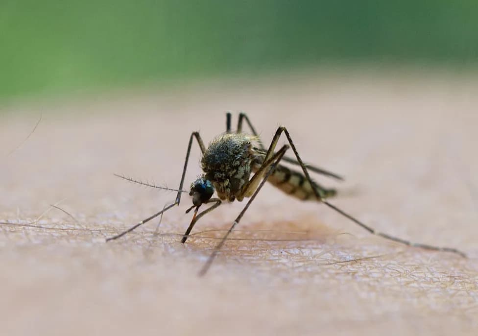 West Nile Virus Cases in Europe Surge Past 1,000 — Italy, Greece and Spain Most Affected