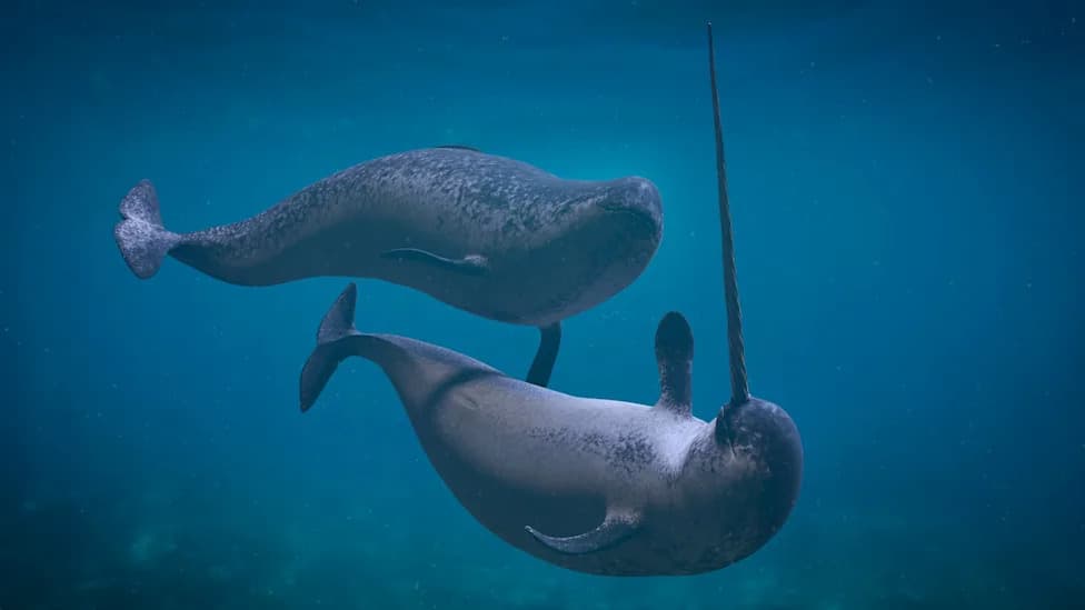 Narwhals Reveal Warm Atlantic Water Penetrating 186 Miles Into Greenland Fjords — A Hidden Threat to Glaciers