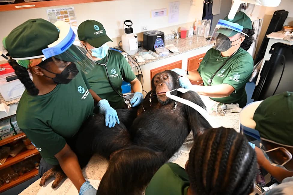From Lab Subjects to Sanctuary: Former Research Chimpanzees in Liberia Receive Full Health Assessments