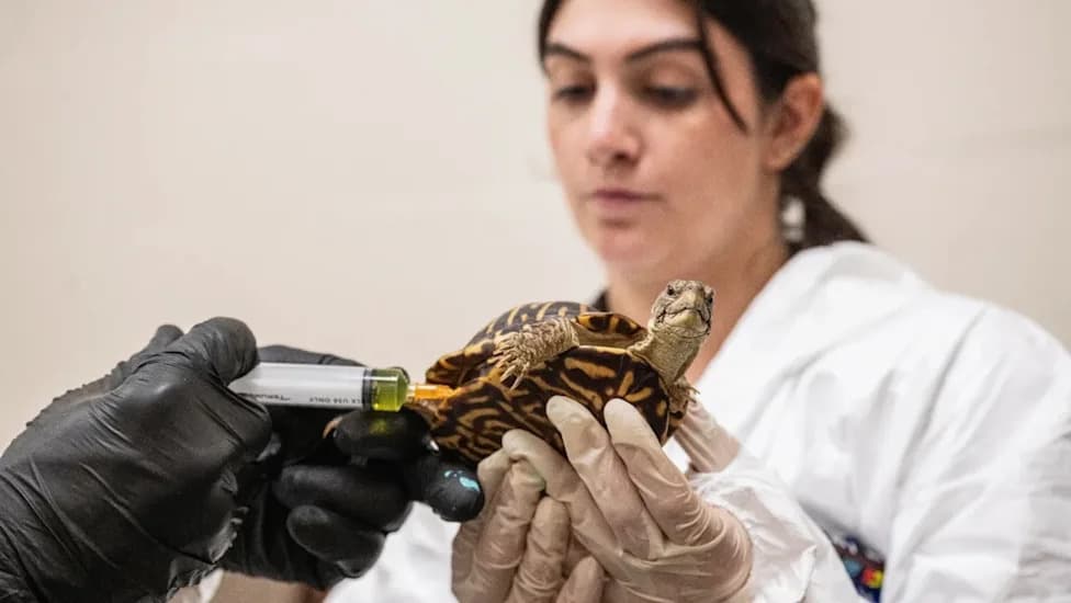 Bronx Zoo Rehabilitates 800+ Box Turtles Seized From Traffickers at New York Airports