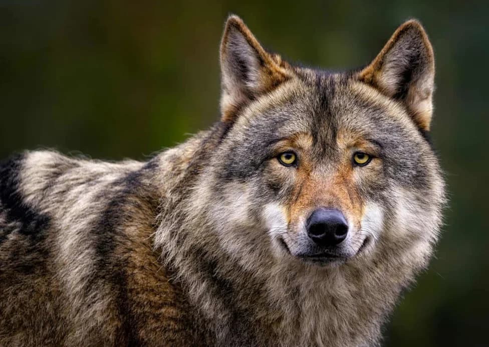 Watch: Colorado Releases Wolves Back Into the Rockies After Decades Away