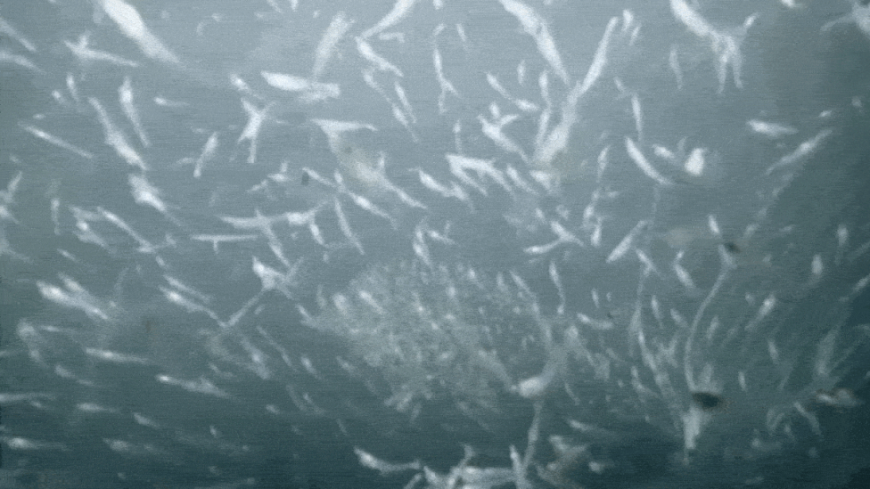 ROV Footage Reveals Thriving Marine Life at the Face of a Greenland Glacier