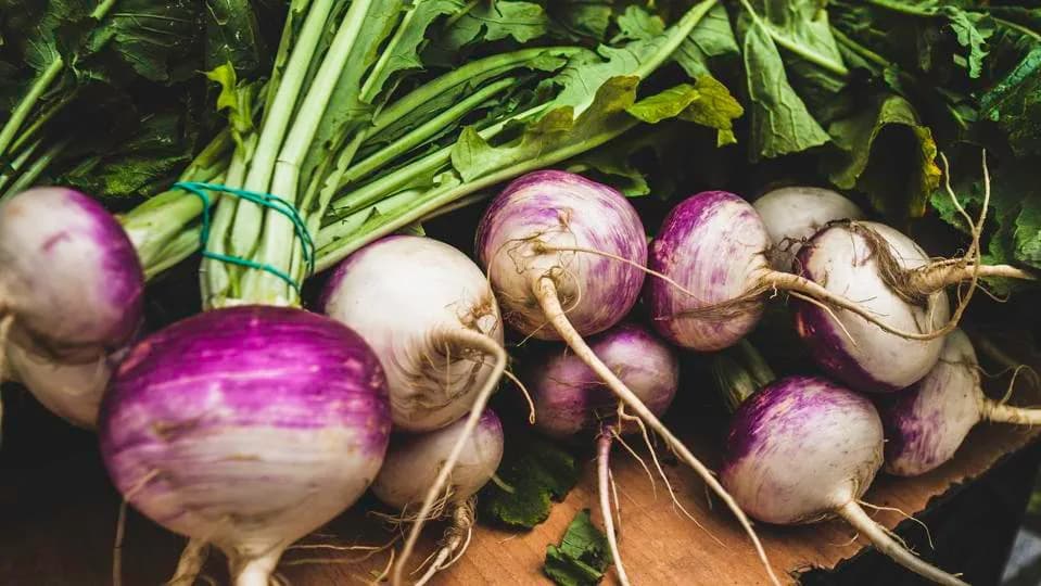 Solar Shade Triples Turnip Yields: Agrivoltaic Panels Boost Roots and Revenue