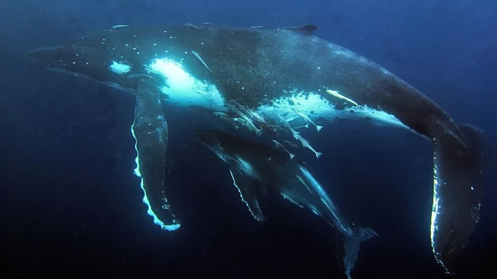 Why Australia’s Humpback Whales Were 'Fluking' — A Maternity Mystery Solved