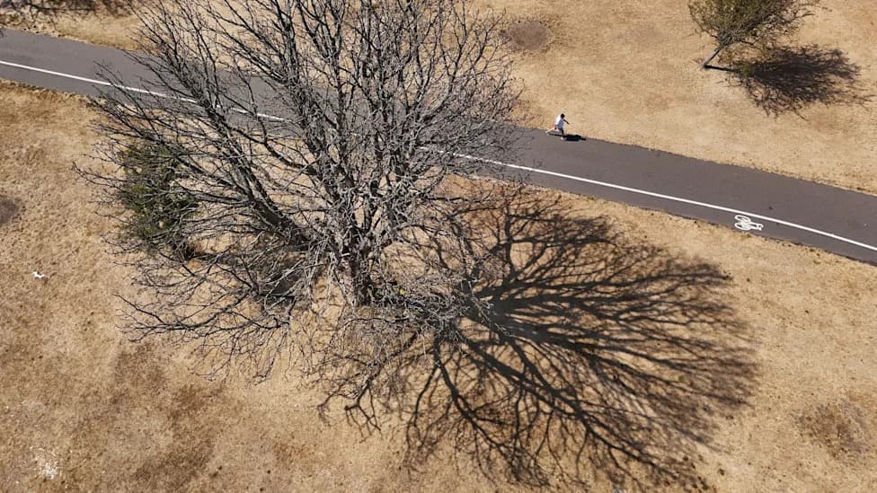 Drought Devastation: How London Can Protect Its Trees From Heat, Drought and Wildfire