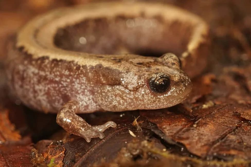 How a Siberian Salamander Survived Years Frozen in Permafrost — And What It Could Mean for Medicine