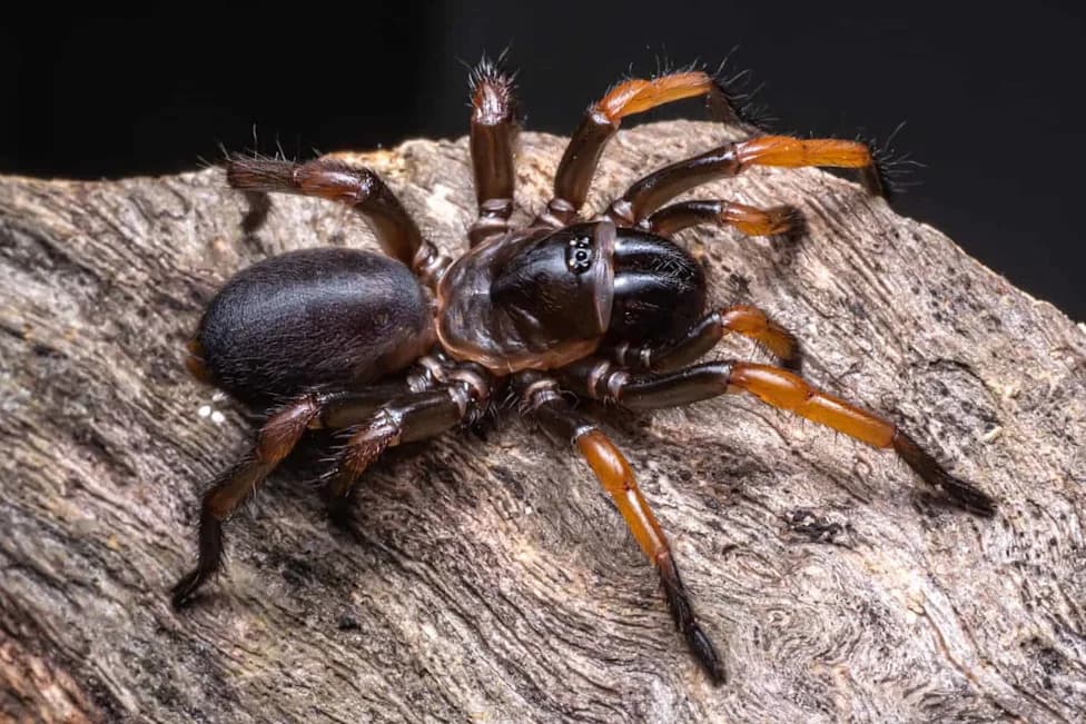 New Spider Species Hexura vandal Found Only in One Idaho Forest — Hidden in Plain Sight