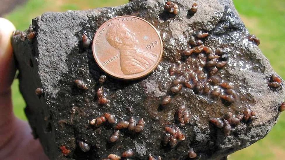Self-Replicating New Zealand Mudsnail Detected at Carter Lake; Boat Inspections Underway