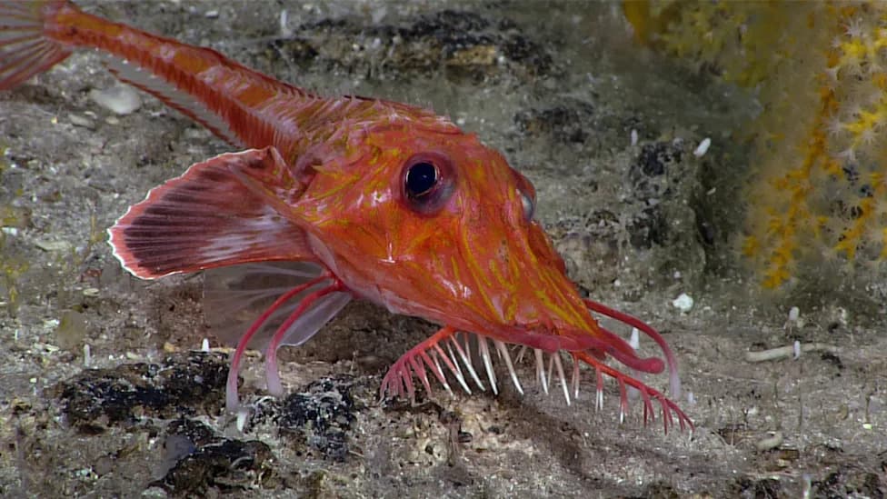 First-Ever Backwards-Walking Fish Filmed in the South China Sea