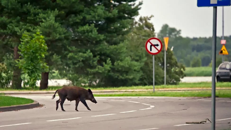 Wild Boars Move Into Czech Cities — Drawn By Food, Safety and Shelter From Hunters