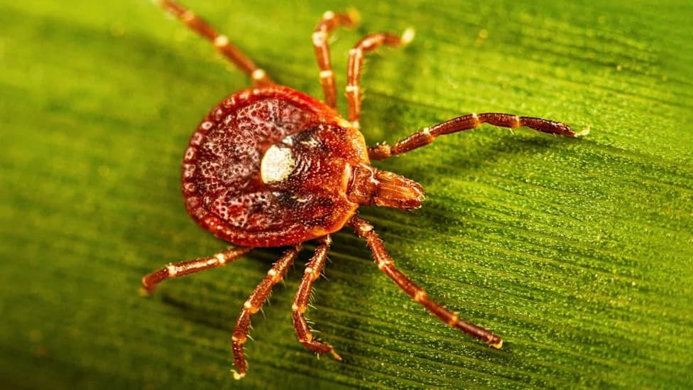 Lab-Found Human Antibodies Show Early Promise Against Alpha‑Gal Syndrome