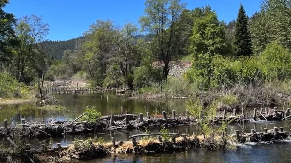 Artificial Beaver Dams Dramatically Boost Young Coho Survival in Northern California