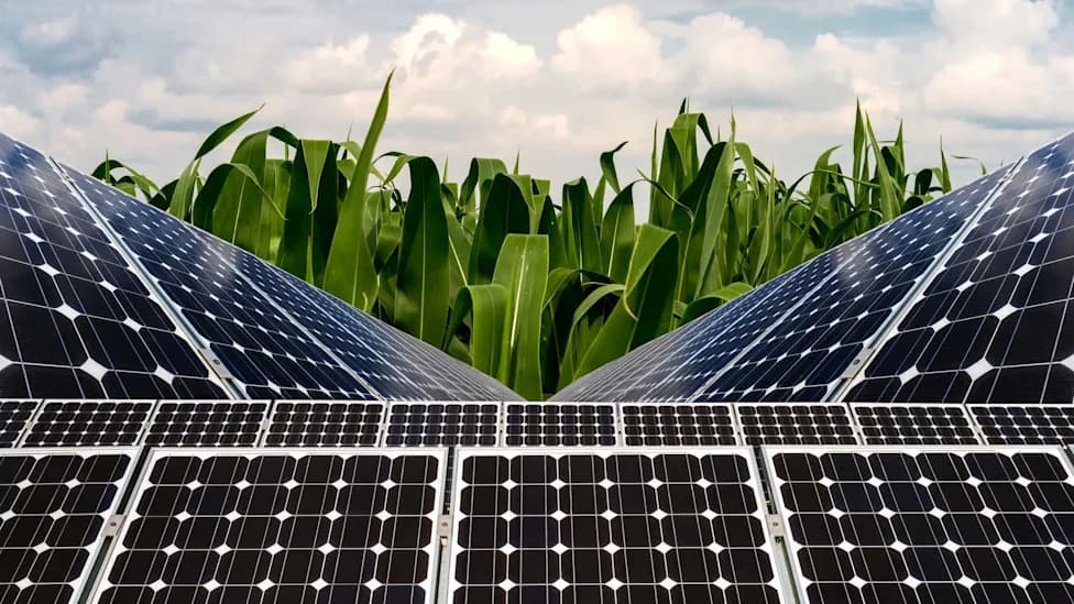 Hadley Farm Grows Crops Under 832 Solar Panels — Sweet Corn Yields About 80%