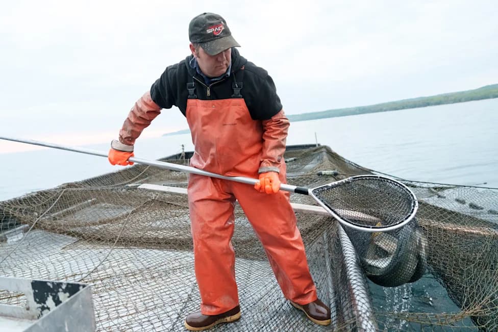Michigan Launches Emergency 'Genetic Rescue' to Save Great Lakes Whitefish