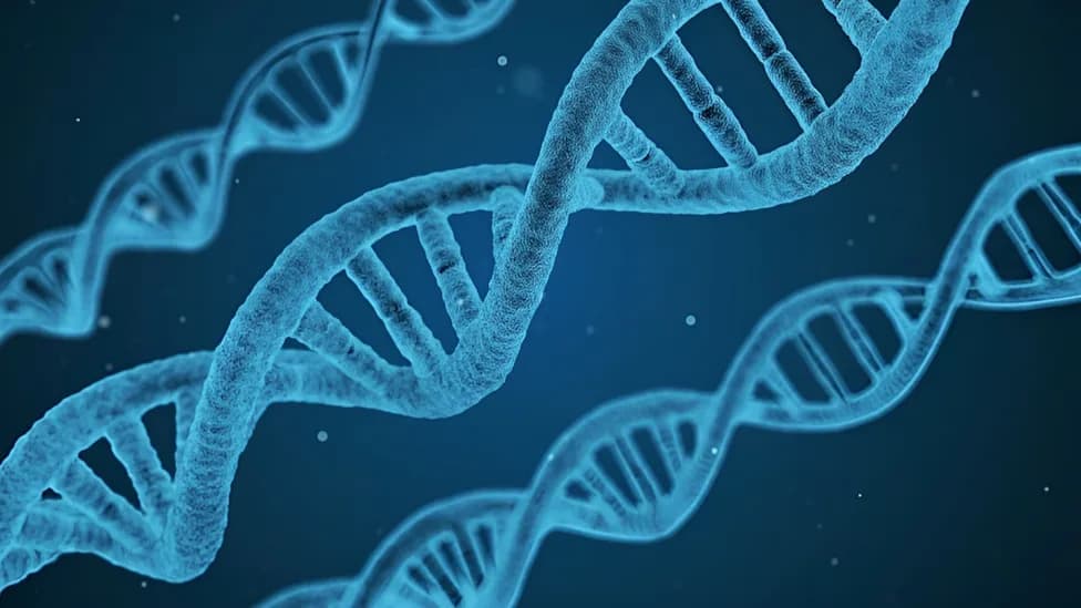 Does Human DNA Point to an Intelligent Designer? A Chemist's Case and the Scientific Response