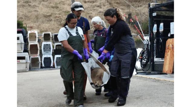 Surge in Domoic Acid Poisoning: Over 100 California Sea Lions Rescued This Year