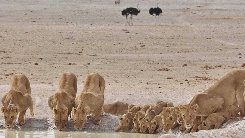 New GPS Study Shows Male Lions Often Track Hyenas, Challenging Long‑Held Assumptions