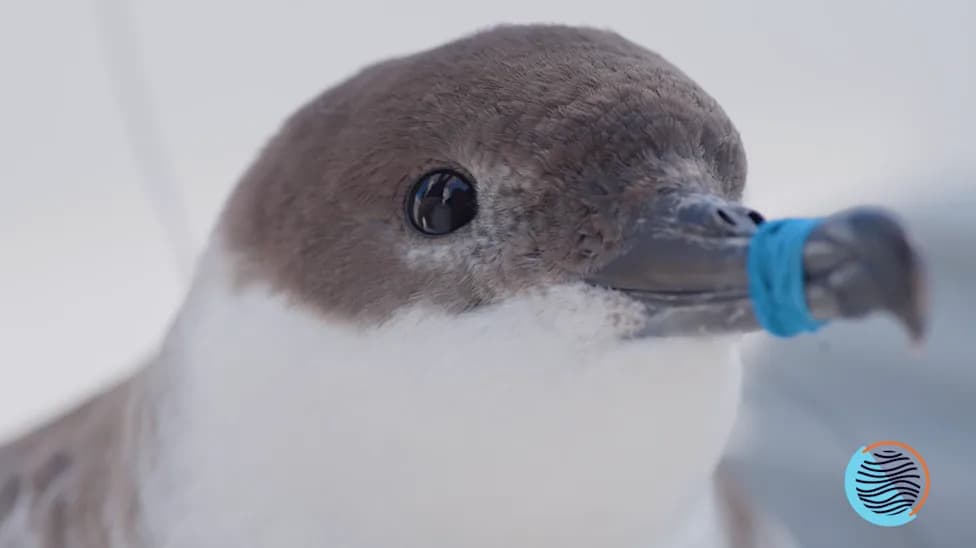 ‘Birds Supporting Birds’: Philadelphia Eagles Fund Satellite Tagging of Migratory Shearwaters