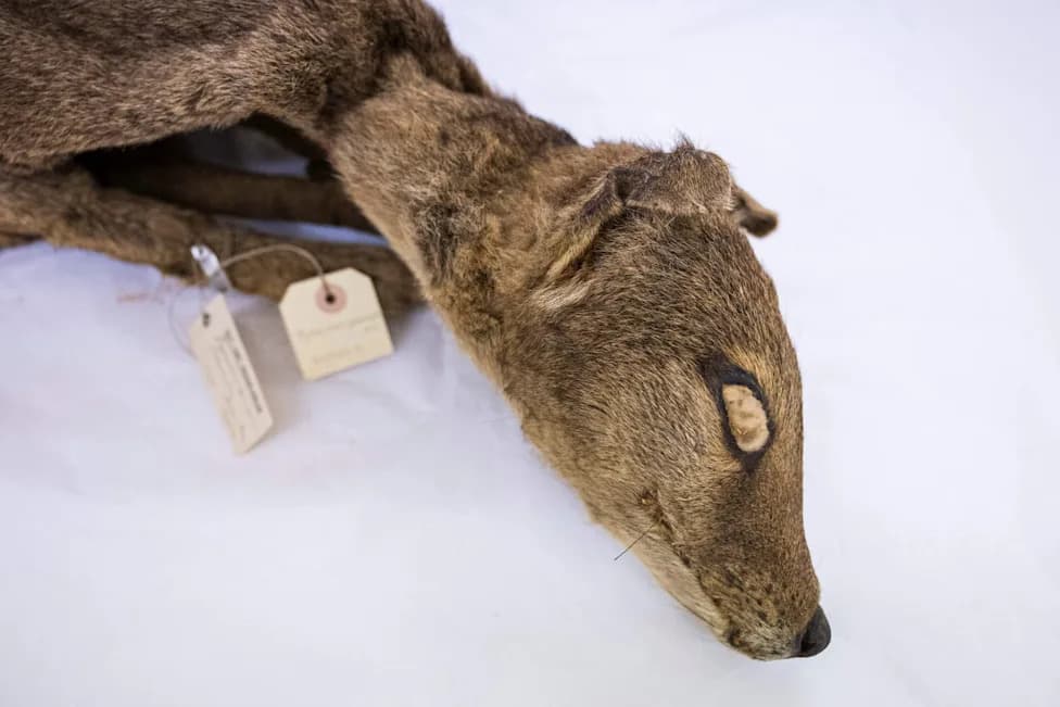 Antique 'Fox' Head Turns Out To Be A Lost Thylacine — Sold For £62,600