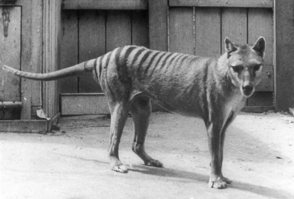 New Study Recasts The Thylacine: Large Skull, Slender Snout—Built For Small, Agile Prey