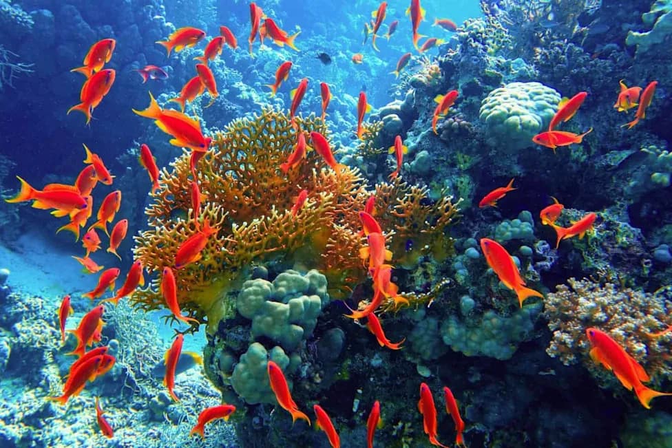 Motorboat Noise Stunts Baby Reef Fish and Makes Them More Likely To Swim Toward Predators