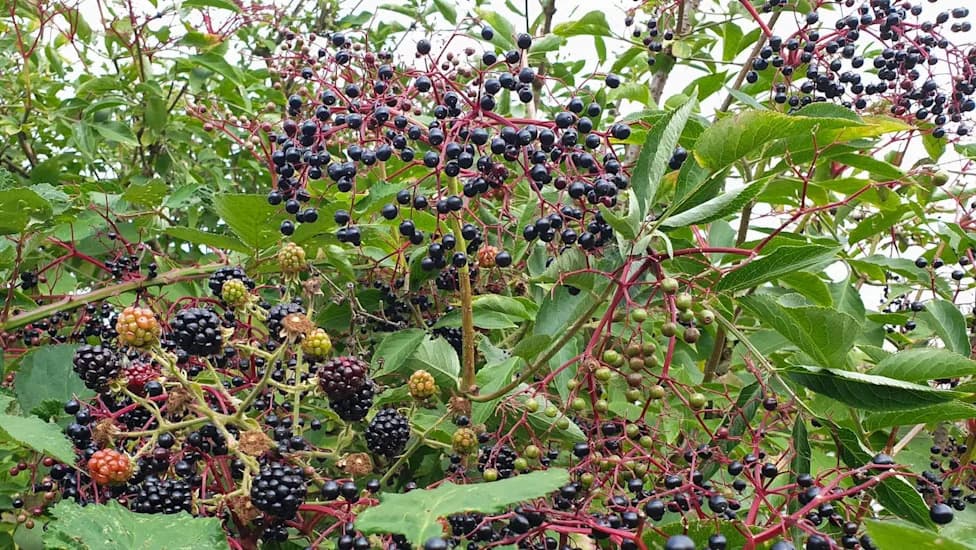 UK Berry Harvest Climbs 6% Amid Heat Waves as Drip Irrigation Shields Crops