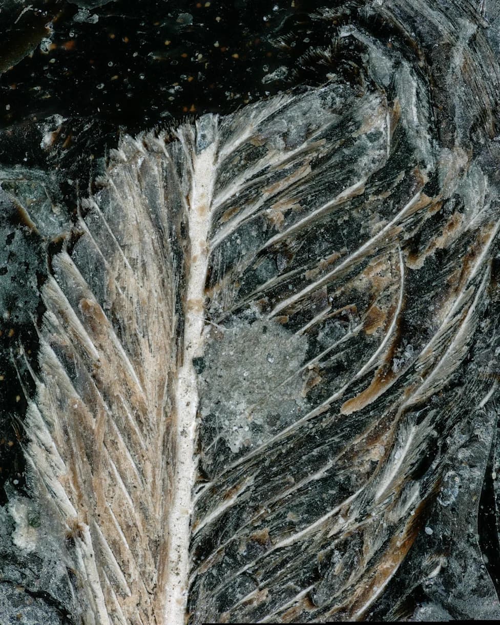Feather Found Inside 66-Million-Year-Old Tyrannosaur Coprolite Reveals Final Meal of a Diving Bird