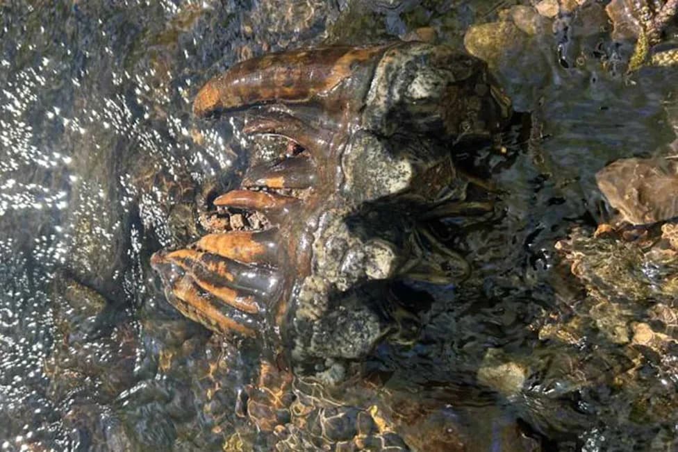 Geomorphologist Surveying Frog Habitat Finds Exceptionally Preserved Pacific Mastodon Molar in San Mateo County