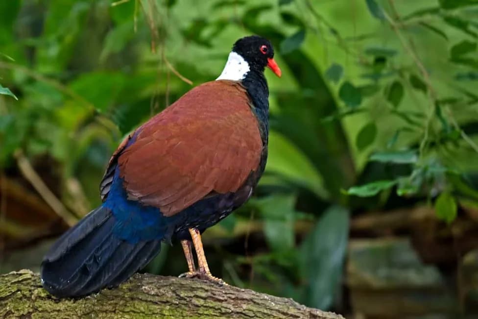 After 140 Years, 'Auwo' Photographed: Black‑Naped Pheasant‑Pigeon Rediscovered on Fergusson Island