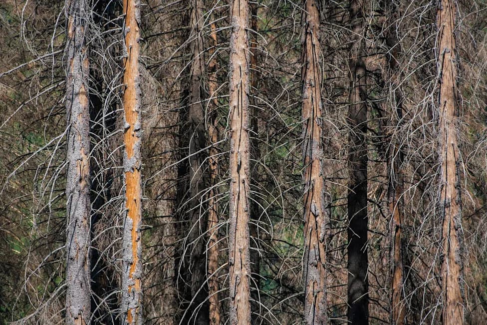 Tiny Invaders Are Devastating North America’s Forests — Some Trees Could Disappear by 2040