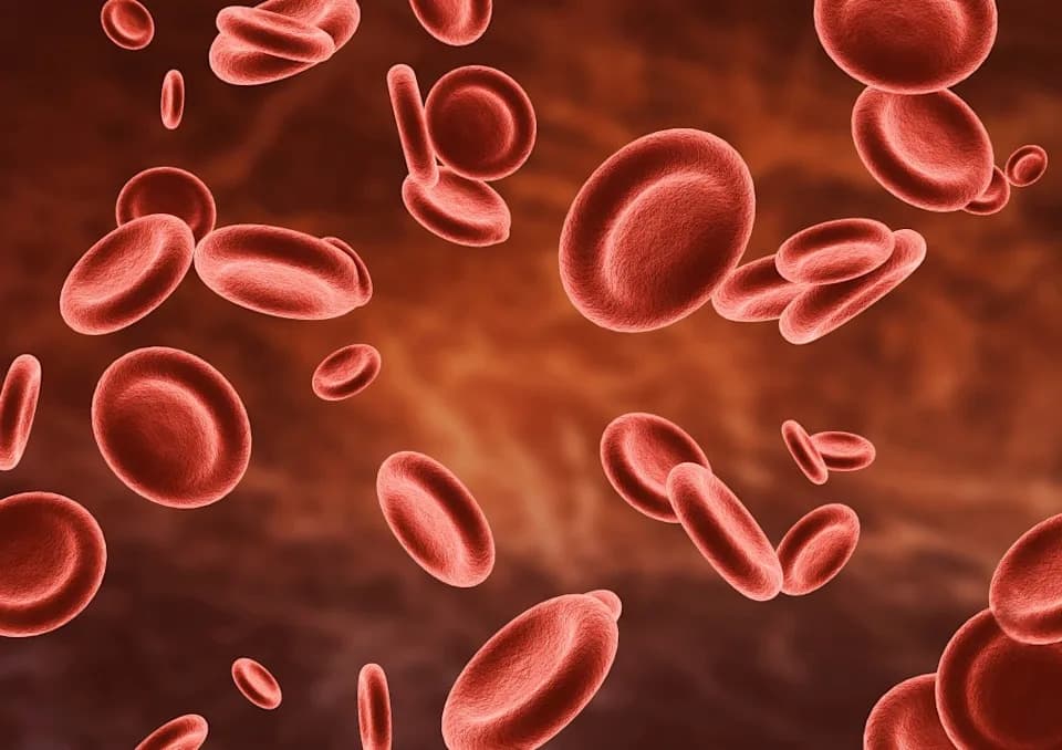 Patient's Blood Cells Grow Beating 'Mini-Heart' That Mirrors Dilated Cardiomyopathy