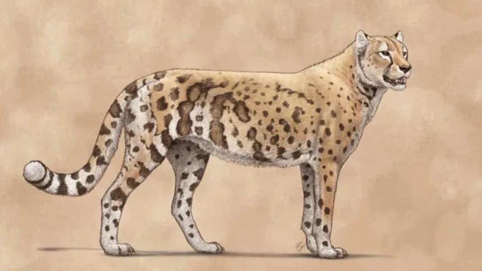 The 'American Cheetah' Was Actually a Puma Relative — And Some Lived on Salmon