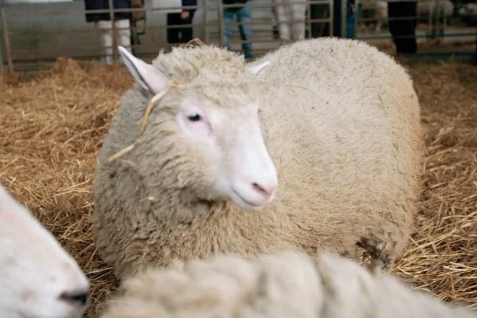 How Dolly the Sheep Changed Genetics: 30 Years Since the First Adult-Cell Clone