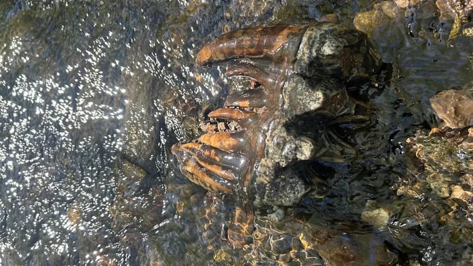 Immaculate 10,000-Year-Old Pacific Mastodon Molar Unearthed in San Mateo Creek
