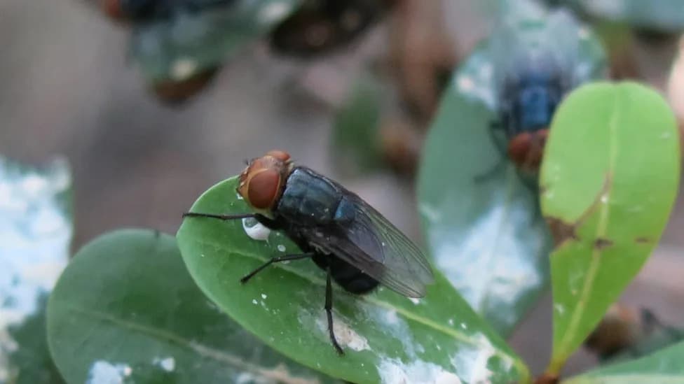 First Equine New World Screwworm Case Confirmed in Texas — Owners Urged to Inspect Horses Daily