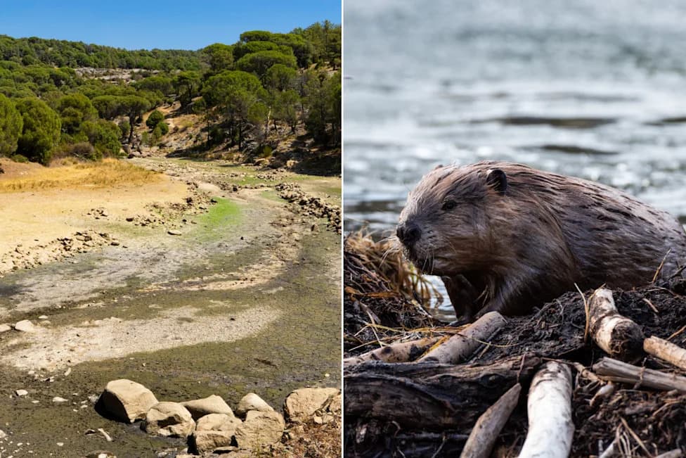 Beavers to the Rescue: How Translocated Beavers Helped Revive Utah’s Price River After Six Years