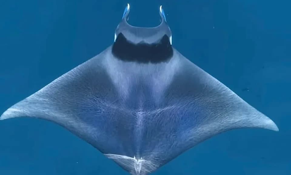 Rare Spinetail Devil Rays Appear Off Southern California as Waters Warm