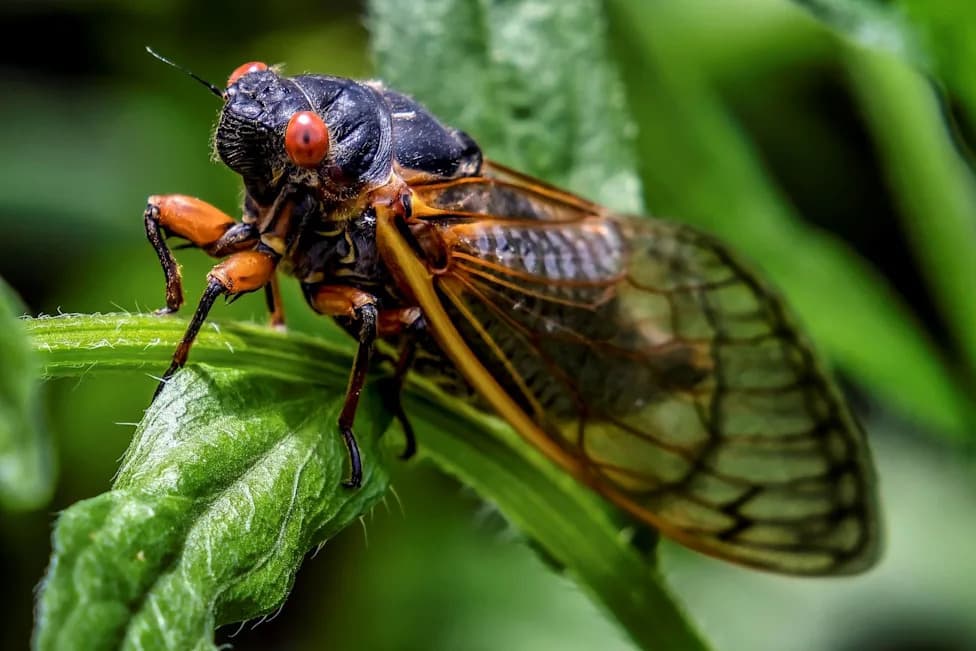 Study: 13- and 17-Year Periodical Cicadas Risk Local Extinction as Old-Growth Forests Disappear