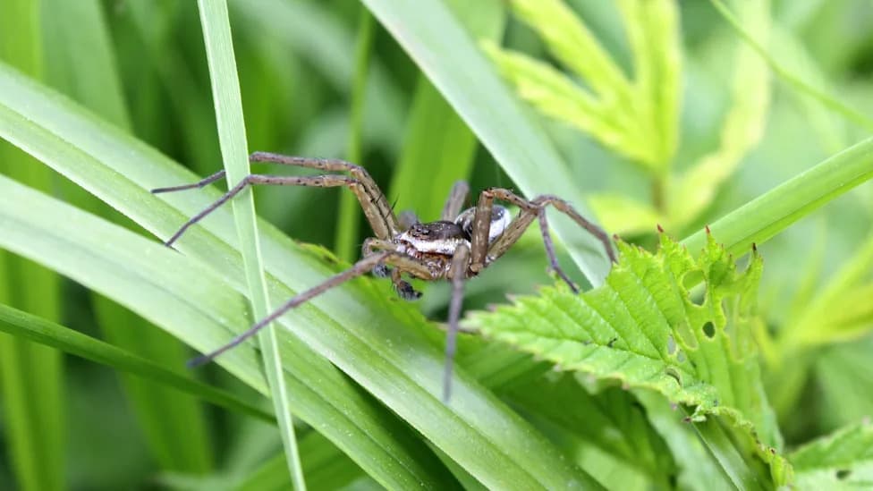 UK's Giant Fen Raft Spider Makes Remarkable Comeback After Wetland Restoration
