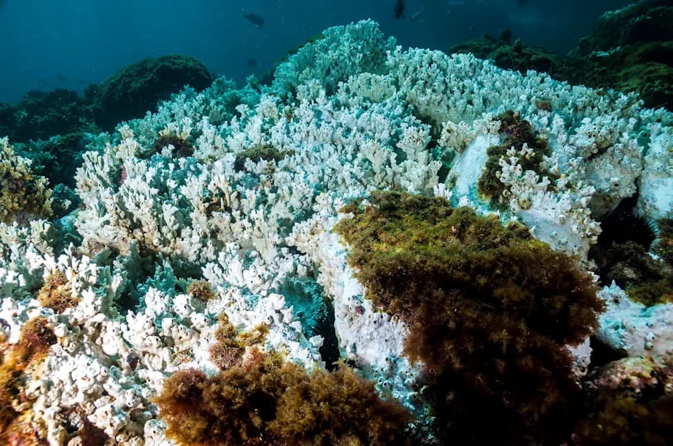 Oceans Are About 30% More Acidic Than Preindustrial Times — What That Means for Corals, Oysters and Coastal Communities