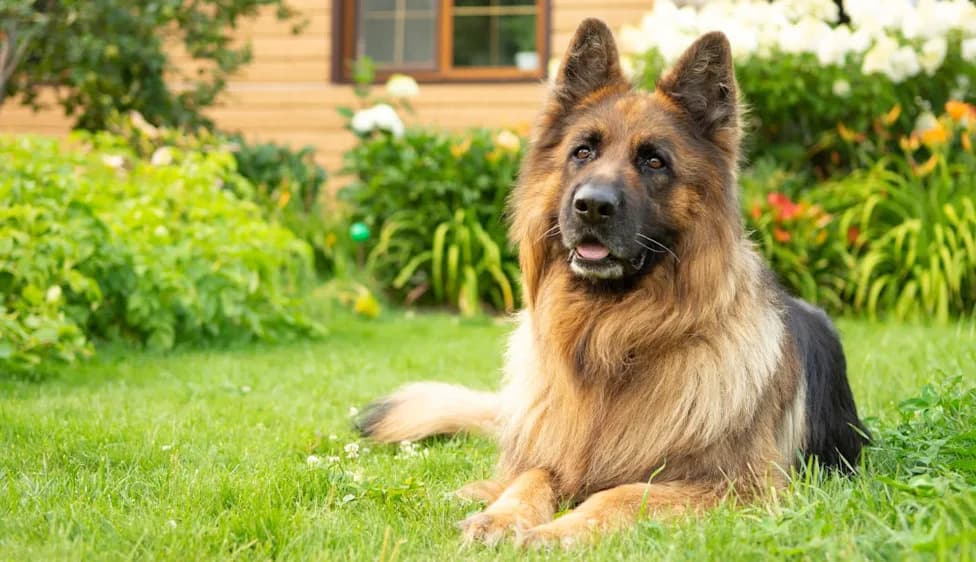 Dog's Persistent Sniffing Led To Early Lung Cancer Detection — "She Saved My Life"