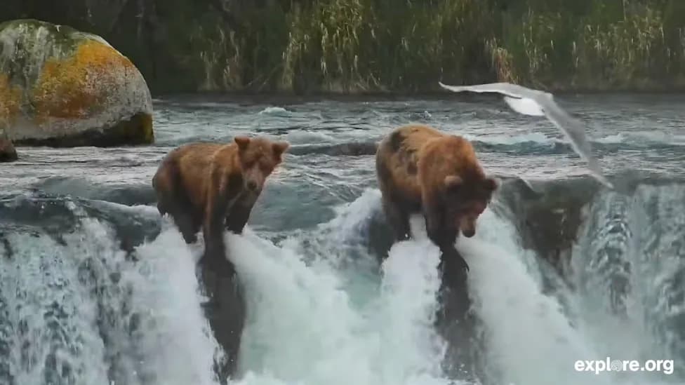 Katmai’s ‘Brady Bunch’ Bears Grow Up After Rare Wild Adoption