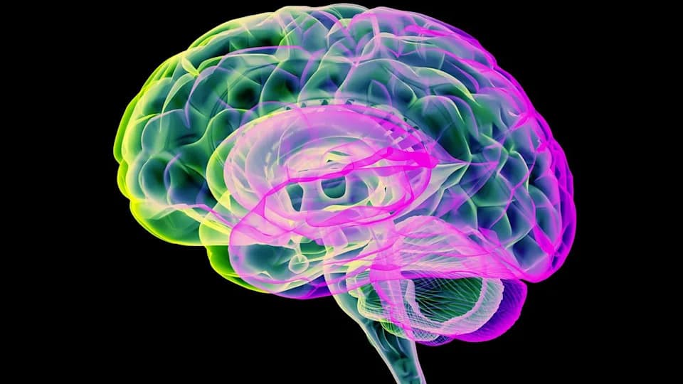 Study Finds Age-Related Brain Shrinkage Temporarily Pauses Near Menopause