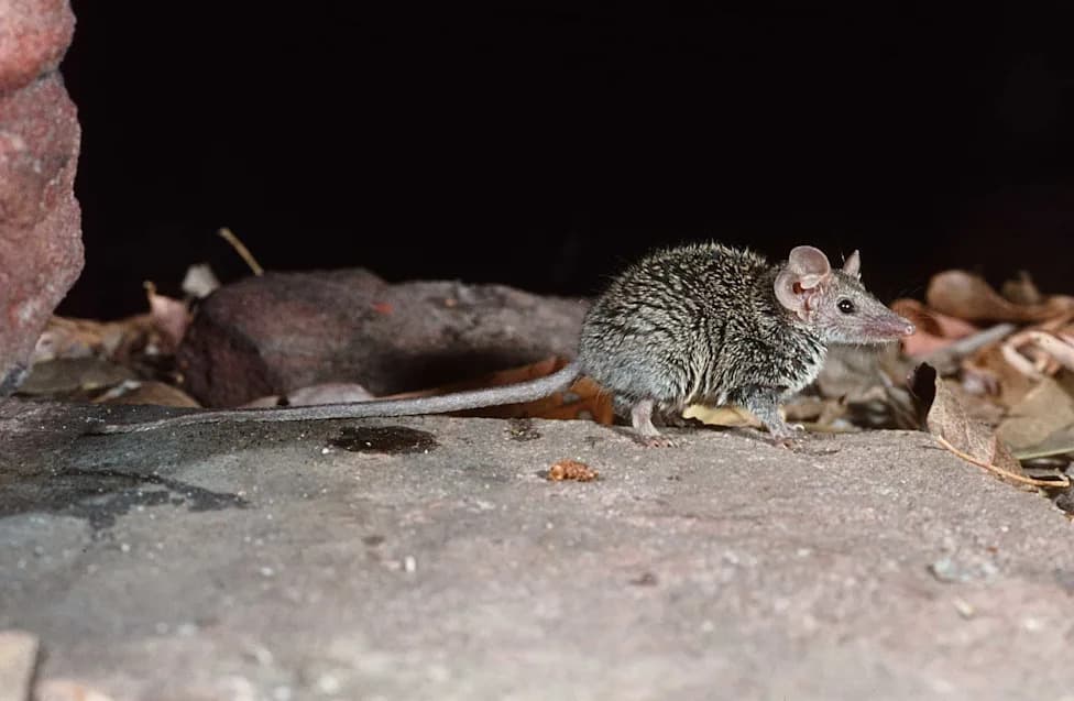 New Tiny Marsupial, Planigale petrophila, Identified From Museum Specimens — A Rare Rock‑Plateau Specialist