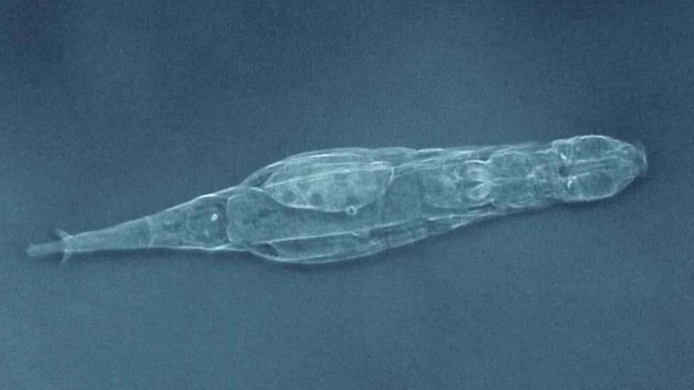 ‘Impossible’ Repair: Microscopic Rotifer Passes Shattered Chromosomes to Offspring and Fixes Them Over Generations